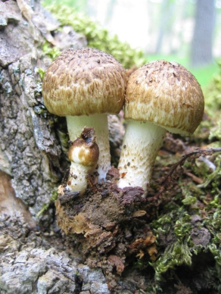 Psathyrella sp.